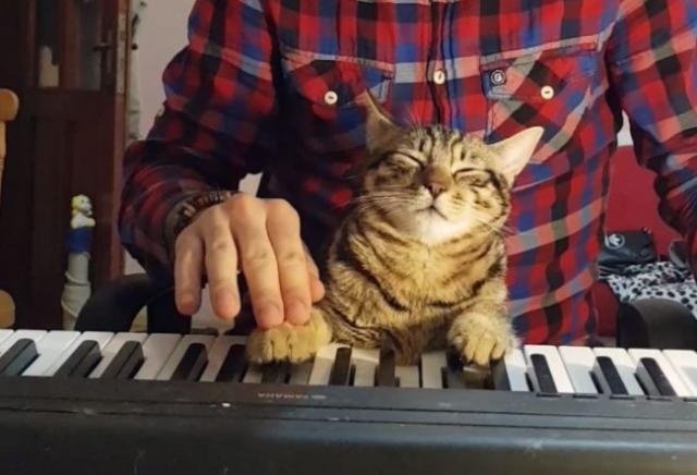 猫のピアニスト・・・でも眠いzzz