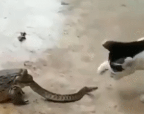 カエルに食べられている蛇と戦う猫