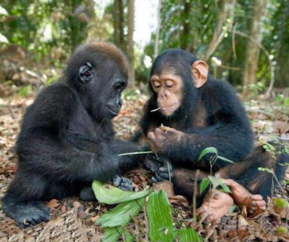 チンパンジーとゴリラ