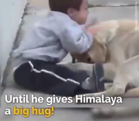 ダウン症の子供とワンコ ニュース Aipaw アイパウ