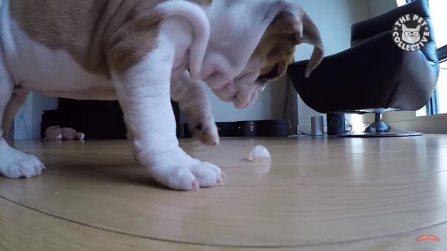 おかしくかわいいわんちゃんたちの動画集 ニュース Aipaw アイパウ