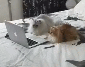 PCに夢中のネコたち