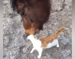 馬とネコの愛情