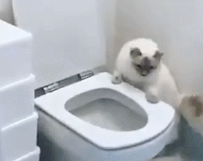 猫がトイレにやってきた
