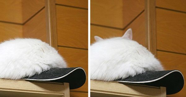 忍者？ねこちゃん？のかくれんぼ　その１