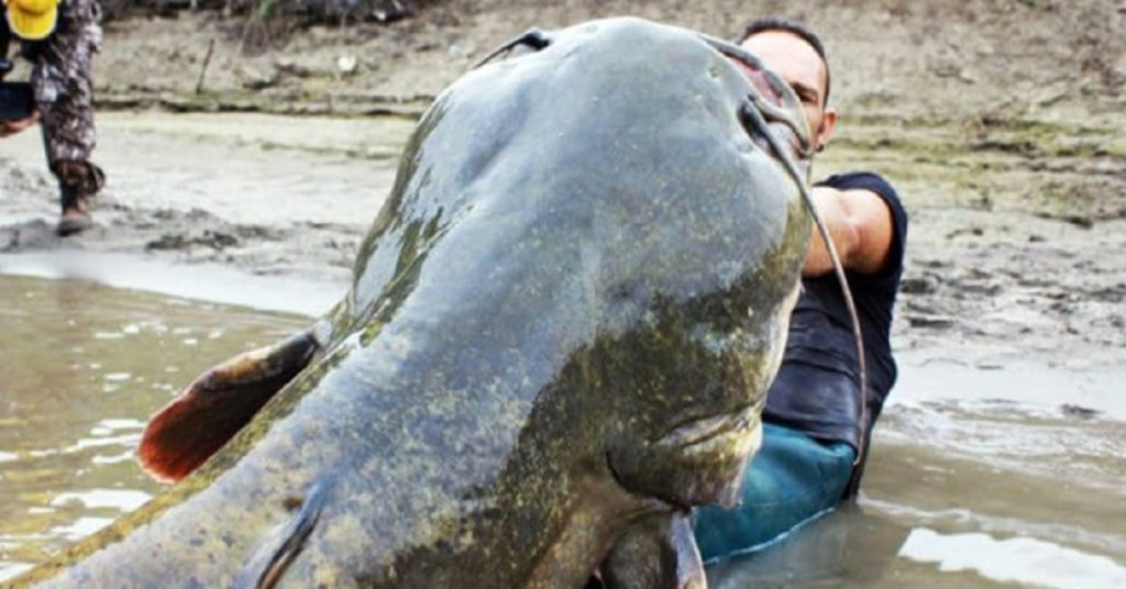 謎の巨大魚を捕まえろ！