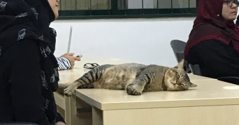 ねこちゃん、大学に入学